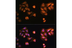 Immunofluorescence analysis of U2OS cells using COPZ1 antibody (ABIN6127709, ABIN6138892, ABIN6138893 and ABIN6215734) at dilution of 1:100. (COPZ1 anticorps  (AA 1-177))