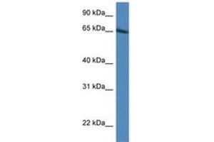 Image no. 1 for anti-Interferon Regulatory Factor 2 Binding Protein 1 (IRF2BP1) (AA 178-227) antibody (ABIN6746405)