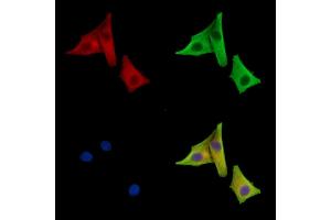 ABIN7096593 and ABIN7100657 staining HepG2 cells by IF/ICC.