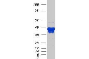 Validation with Western Blot (GFAP Protein (Transcript Variant 1) (Myc-DYKDDDDK Tag))