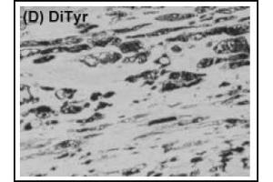Immunohistochemistry (IHC) image for anti-Dityrosine (DT) antibody (ABIN492669) (Dityrosine anticorps)