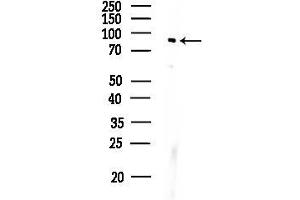 Western blot analysis of lysates from COLO205 cells, using Phospho-RSK1 p90 (Thr359+Ser363) Antibody at 1/1000 dilution.