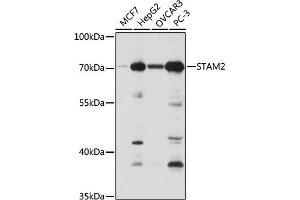 Western blot analysis of extracts of various cell lines, using ST antibody (ABIN6129464, ABIN6148550, ABIN6148551 and ABIN6222848) at 1:1000 dilution.