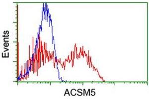 HEK293T cells transfected with either RC209798 overexpress plasmid (Red) or empty vector control plasmid (Blue) were immunostained by anti-ACSM5 antibody (ABIN2455678), and then analyzed by flow cytometry.