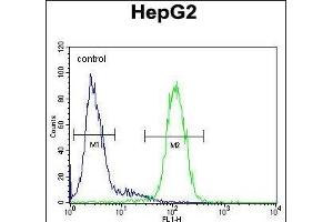 anti-S100 Calcium Binding Protein Z (S100Z) (AA 1-30), (N-Term) antibody