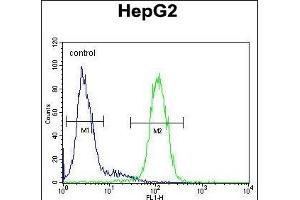 S100Z Antibody (N-term) (ABIN654583 and ABIN2844285) flow cytometric analysis of HepG2 cells (right histogram) compared to a negative control cell (left histogram). (S100Z anticorps  (N-Term))