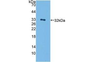 Western blot analysis of recombinant Human ErbB4. (ERBB4 anticorps  (AA 29-278))
