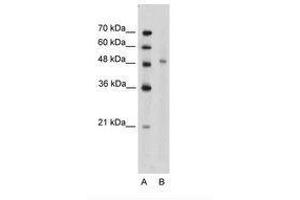 Image no. 1 for anti-KIN, Antigenic Determinant of RecA Protein Homolog (KIN) (AA 166-215) antibody (ABIN203360) (KIN anticorps  (AA 166-215))