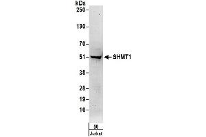 Western Blotting (WB) image for anti-serine Hydroxymethyltransferase 1 (Soluble) (SHMT1) (AA 453-483) antibody (ABIN7455015)