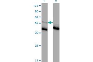 Western Blot analysis of GLRA1 expression in transfected 293T cell line by GLRA1 monoclonal antibody (M01), clone 2E6. (GLRA1 anticorps  (AA 121-220))