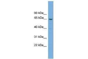 GGT2 antibody used at 0. (gGT2 anticorps  (N-Term))