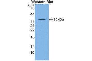 Western Blotting (WB) image for anti-Defensin beta 2 (BD-2) (AA 24-64) antibody (ABIN1172176) (beta 2 Defensin anticorps  (AA 24-64))