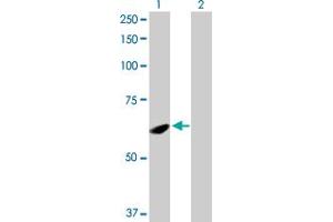 Western Blot analysis of SPATA2 expression in transfected 293T cell line by SPATA2 MaxPab polyclonal antibody. (SPATA2 anticorps  (AA 1-520))