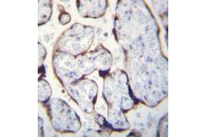 Immunohistochemistry analysis in formalin fixed and paraffin embedded human placenta reacted with LETM2 Antibody (N-term) Cat. (LETM2 anticorps  (N-Term))
