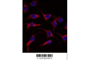 Immunofluorescence analysis of anti-ERAS Antibody in HeLa cells. (ERAS anticorps  (N-Term))