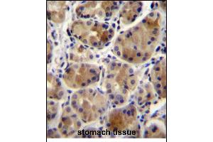 SC Antibody (N-term) 12299a immunohistochemistry analysis in formalin fixed and paraffin embedded human stomach tissue followed by peroxidase conjugation of the secondary antibody and DAB staining. (SREBF chaperone anticorps  (N-Term))