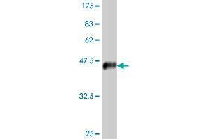 Western Blot detection against Immunogen (37.