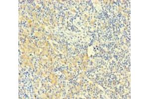 Immunohistochemistry of paraffin-embedded human tonsil tissue using ABIN7163487 at dilution of 1:100 (PLAC8 anticorps  (AA 1-110))