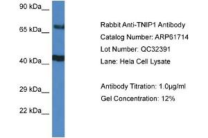 Western Blotting (WB) image for anti-TNFAIP3 Interacting Protein 1 (TNIP1) (C-Term) antibody (ABIN2774321)