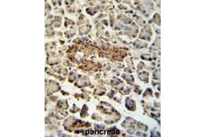 SUMF1 Antibody (C-Term) immunohistochemistry analysis in formalin fixed and paraffin embedded human pancreas tissue followed by peroxidase conjugation of the secondary antibody and DAB staining. (SUMF1 anticorps  (C-Term))