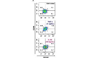Interleukin (IL)-18 amplifies macrophage (Mφ) M2 polarization and angiogenic capacity.