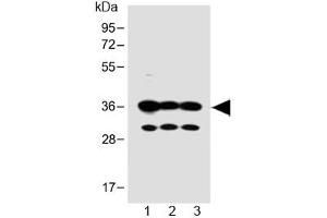 Western blot testing of human 1) SH-SY5Y, 2) PANC-1 and 3) MCF-7 cell lysate with OR5V1 antibody at 1:1000. (OR5V1 anticorps  (AA 241-274))