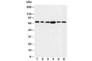 Western blot testing of FAF1 antibody and Lane 1:  rat testis (FAF1 anticorps  (N-Term))