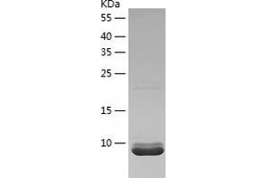 Western Blotting (WB) image for Chemokine (C-X-C Motif) Ligand 3 (CXCL3) (AA 35-107) protein (His-IF2DI Tag) (ABIN7123219)