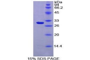 SDS-PAGE analysis of Rat MPG1 Protein. (MPEG1 Protéine)