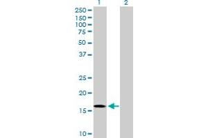 Western Blot analysis of RGS3 expression in transfected 293T cell line by RGS3 MaxPab polyclonal antibody. (RGS3 anticorps  (AA 1-168))