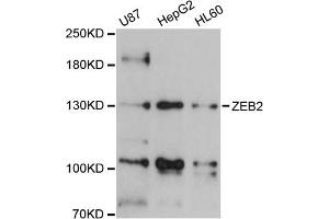Western blot analysis of extracts of various cell lines, using ZEB2 antibody (ABIN5973336) at 1/1000 dilution. (ZEB2 anticorps)