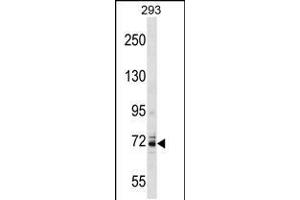 Western blot analysis in 293 cell line lysates (35ug/lane). (Kv3.4 anticorps  (C-Term))