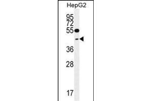 GLRX3 anticorps  (N-Term)