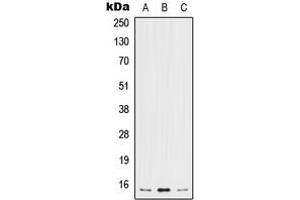 Western blot analysis of IL-5 expression in MCF7 (A), SP2/0 (B), H9C2 (C) whole cell lysates. (IL-5 anticorps  (Center))