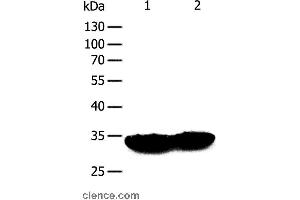 Western blot analysis of Mouse heart and muscle tissue, using TPM1 Polyclonal Antibody at dilution of 1:400 (Tropomyosin anticorps)