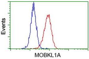 Flow Cytometry (FACS) image for anti-MOB Kinase Activator 1B (MOB1B) antibody (ABIN1499532) (MOBKL1A anticorps)