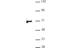 RBBP5 antibody (pAb) tested by Western blot. (RBBP5 anticorps  (C-Term))