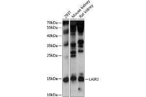 Western blot analysis of extracts of various cell lines, using L antibody  at 1:1000 dilution. (LAIR2 anticorps  (AA 22-120))