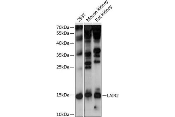 LAIR2 anticorps  (AA 22-120)