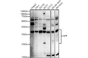Western blot analysis of extracts of various cell lines, using MFF antibody (ABIN6134830, ABIN6143788, ABIN6143790 and ABIN7101737) at 1:500 dilution.