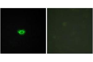 anti-G Protein-Coupled Receptor 108 (GPR108) (AA 155-204) antibody