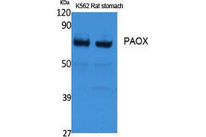 Western Blotting (WB) image for anti-Polyamine Oxidase (Exo-N4-Amino) (PAOX) (Internal Region) antibody (ABIN3187654) (PAOX anticorps  (Internal Region))