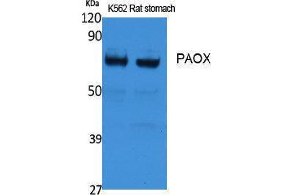 PAOX anticorps  (Internal Region)