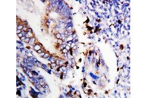 anti-Bcl-X/s (AA 120-130) antibody