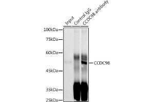 Immunoprecipitation analysis of 300 μg extracts of MCF7 cells using 3 μg CCDC98 antibody (ABIN7267113). (CCDC98 anticorps)
