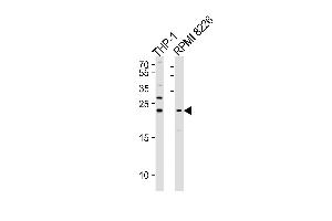 Western blot analysis of lysates from THP-1,RI 8226 cell line (from left to right),using Bak Antibody (ABIN483832 and ABIN1533215). (BAK1 anticorps)