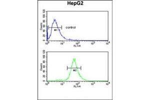 Flow cytometric analysis of HepG2 cells using FBXL5 Antibody (N-term) Cat. (FBXL5 anticorps  (N-Term))