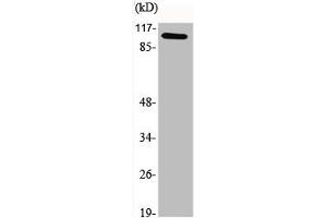 Western Blot analysis of various cells using GCN5 Polyclonal Antibody