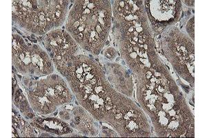 Image no. 11 for anti-PHD Finger Protein 7 (PHF7) (AA 155-381) antibody (ABIN1490975)