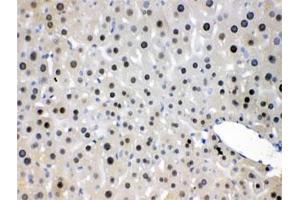 IHC testing of FFPE mouse liver with NFIA antibody at 1ug/ml. (NFIA anticorps  (AA 180-224))